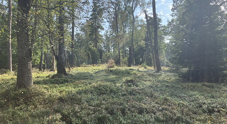 Gles skog med lingonris.