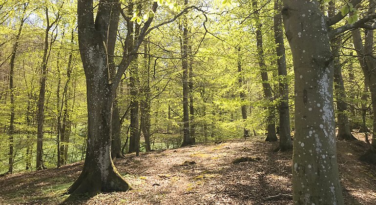 Asbjär, en lövskogsklädd kulle.