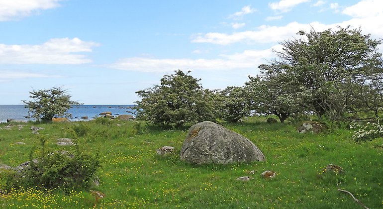 Strandängar med stora stenar och buskar.