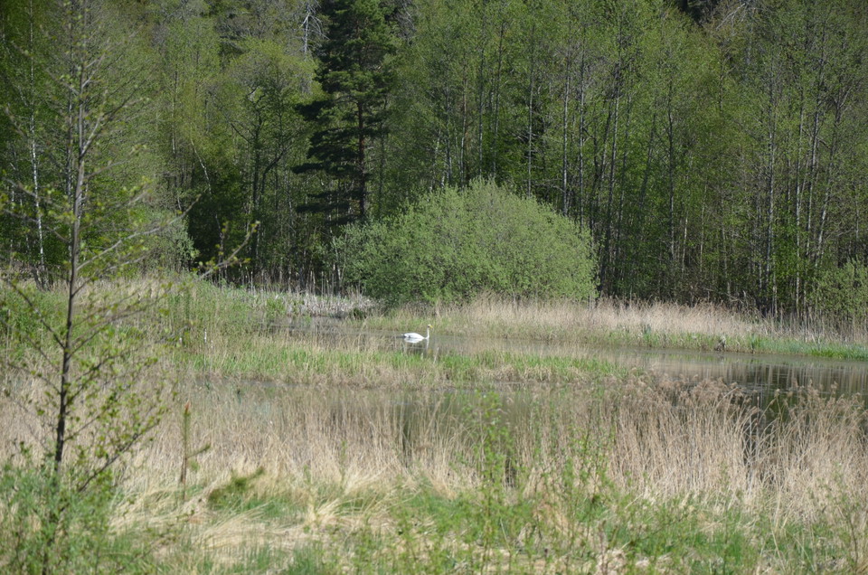 Vy över våtmark, en svan i mitten.