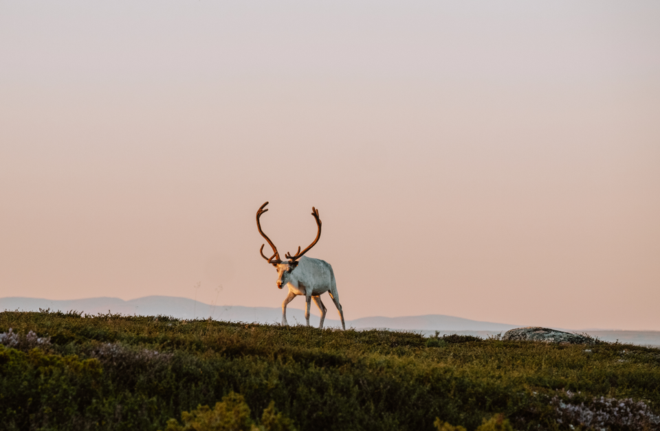 Vandring på Romboleden kring Ramundberget bjuder på natur, kultur, fjäll och renar.