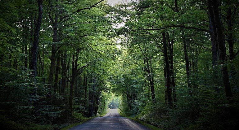 Väg genom bokskogen.
