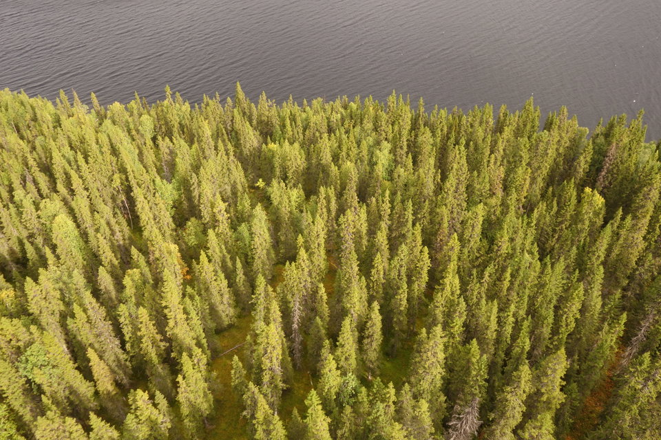 Slänt med granskog ner mot sjön Bjurviken.