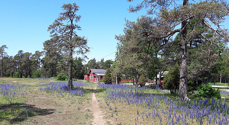 Naturreservatet Stora Vede nås från VOK-stugan i Follingboskogen.