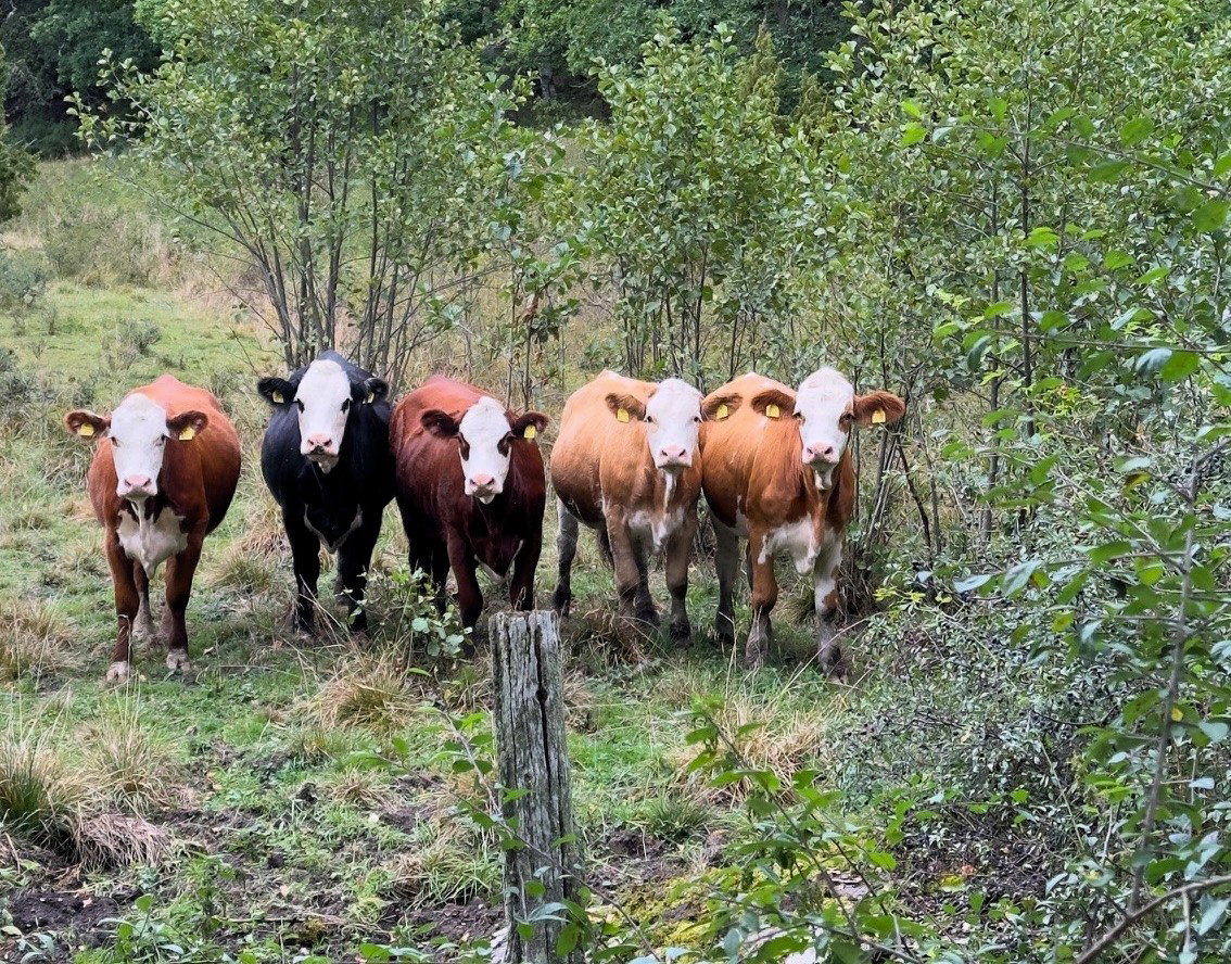 Betesdjur på Eriksö.