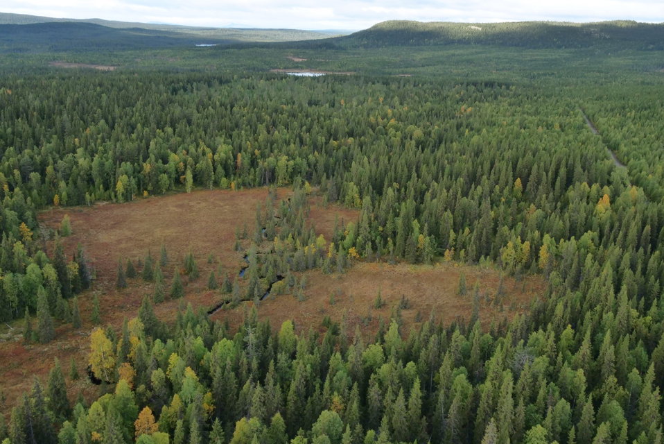 Granskog och myr väster om Bäckmyran i Vikenvikens naturreservat. Genom myren löper Bäckmyrbäcken. 