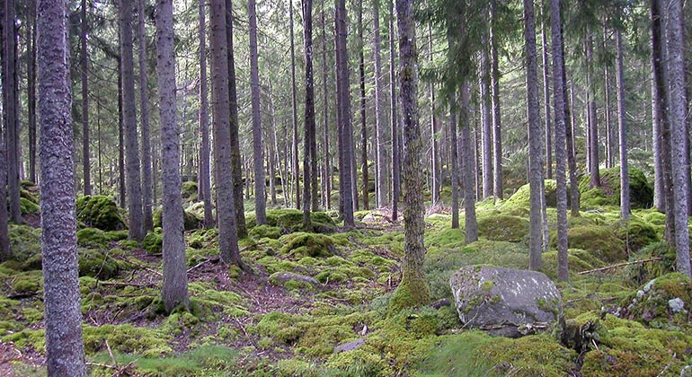 Råhöjden.