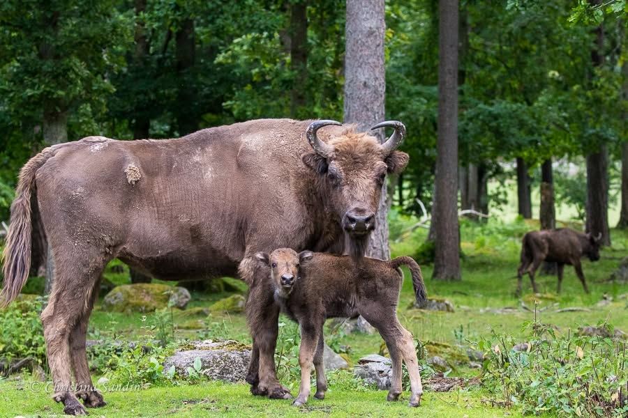 Upplev hösten på Eriksberg – safariparken öppen för egen bil igen!