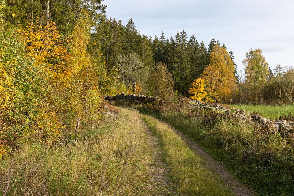 Mindre skogsväg kantad av en stenmur.