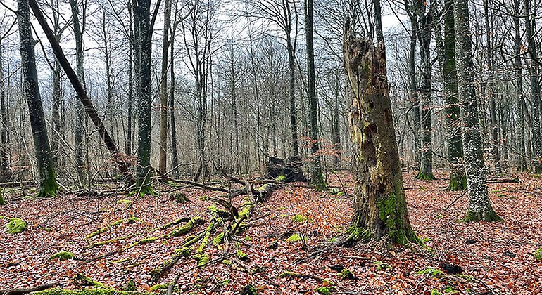 Lövskog.
