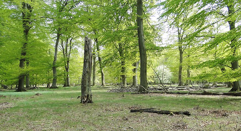 Bokskog.