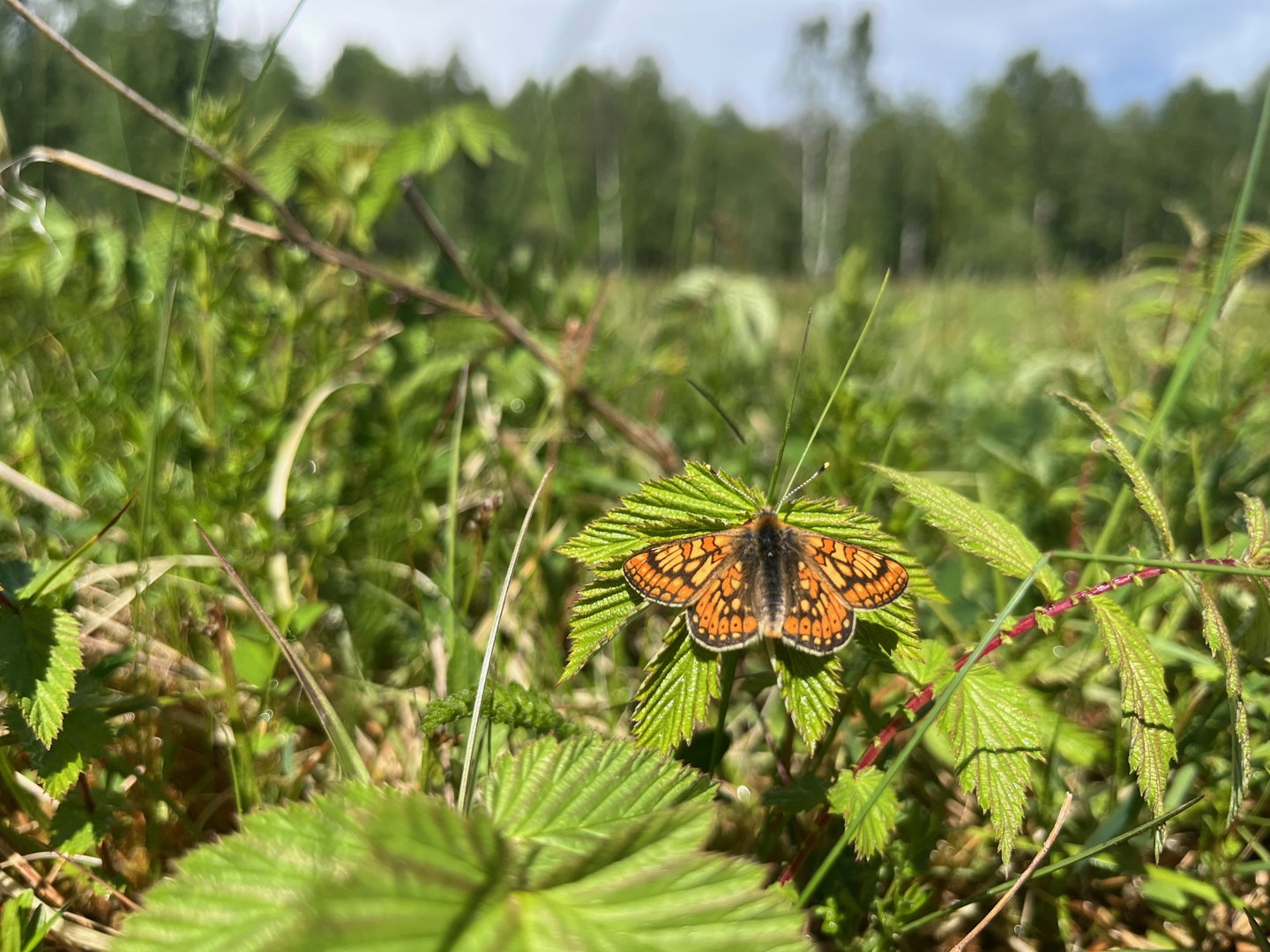 Närbild på en orangefläckig fjäril som sitter på ett grönt blad.