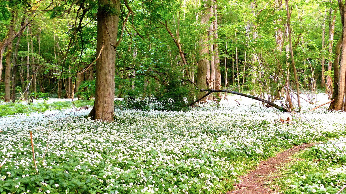 Munch Meadows