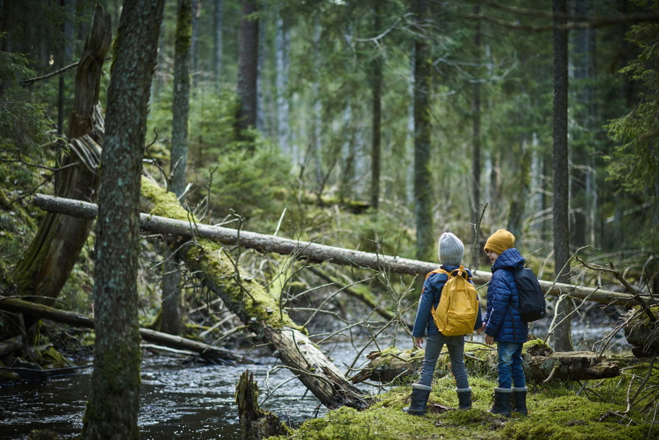  Två pojkar på skogspromenad vid en bäck bland höga barrträd.