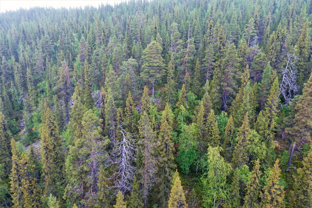Abborrsjöliden