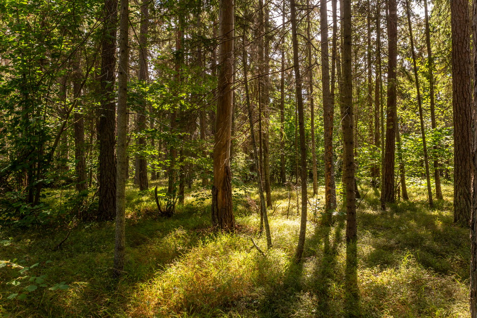 Solen lyser genom träden i skogen.