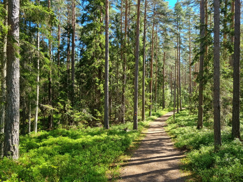 Östgötaleden följer fina skogsstigar genom Bönnernskogen.