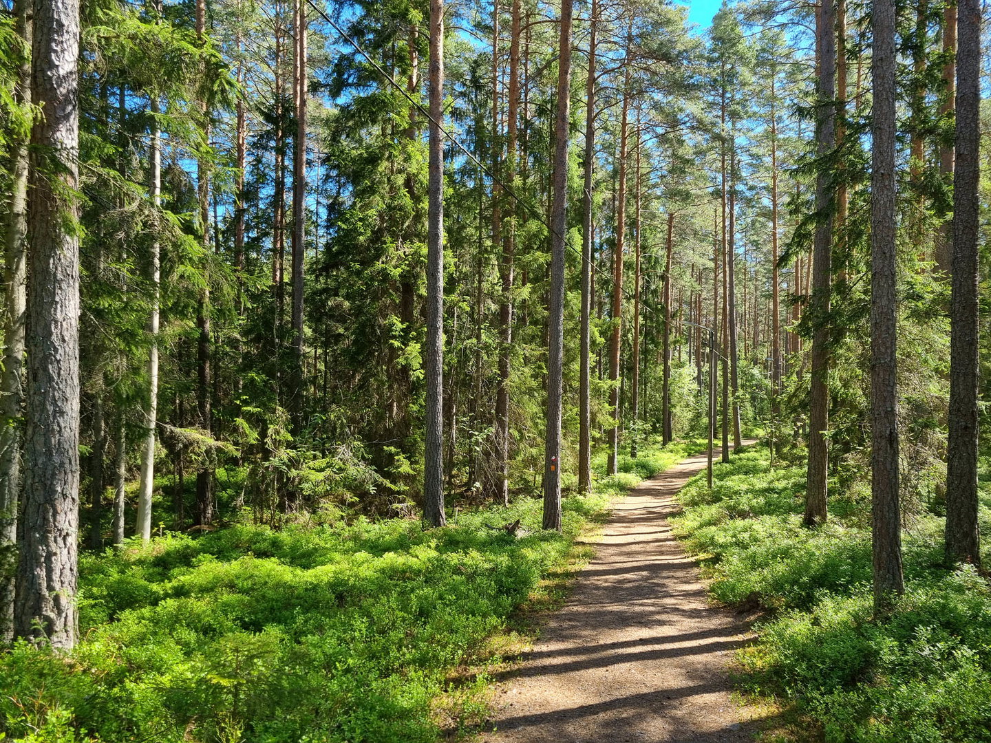 Östgötaleden följer fina skogsstigar genom Bönnernskogen.