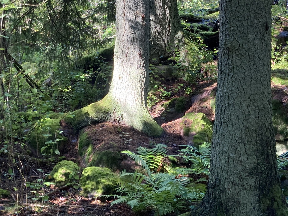 Solglimrande granskog, Lohärads prästgård.