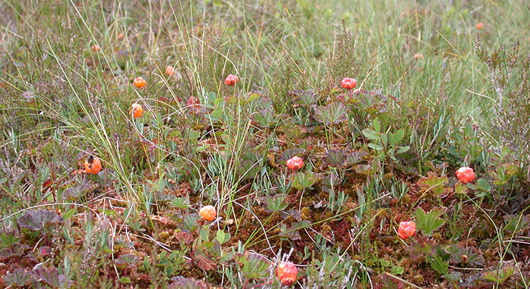Hjortron. Foto Dan Mangsbo.