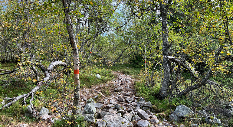 Leden går en kort sträcka genom snårig björkskog upp mot kalfjället.
