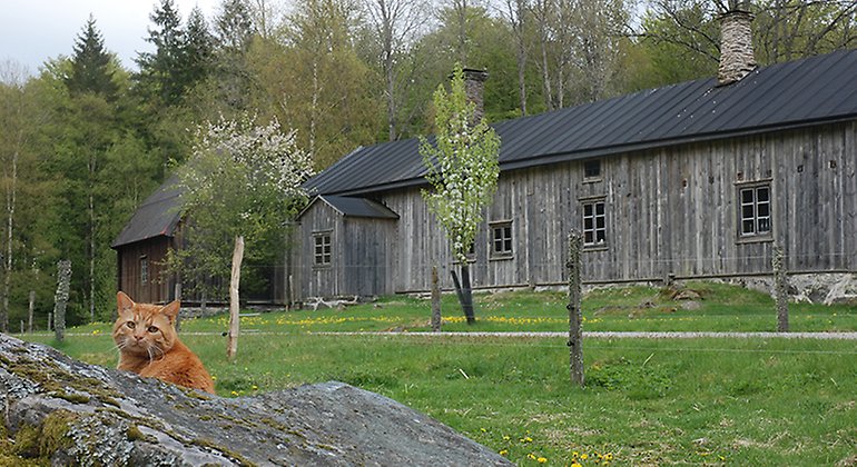 Gammal gård.