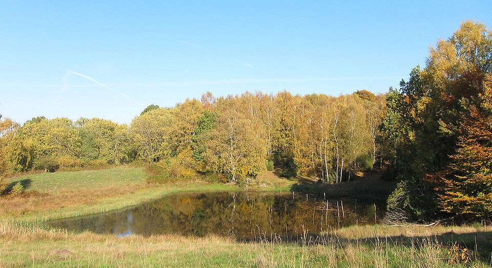 Våtmark i lövskogsbryn.