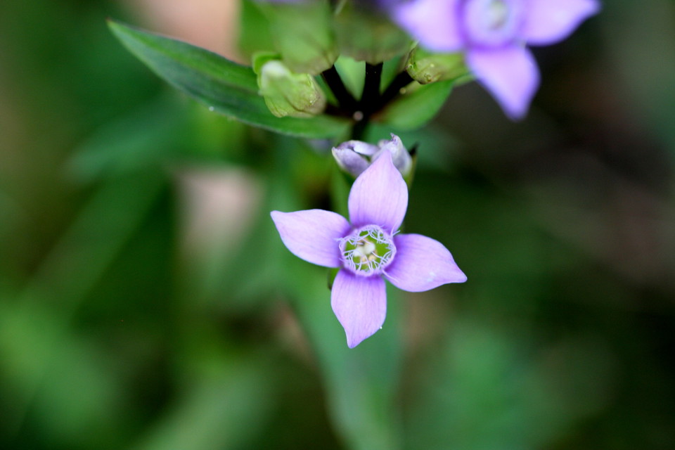Fältgentiana