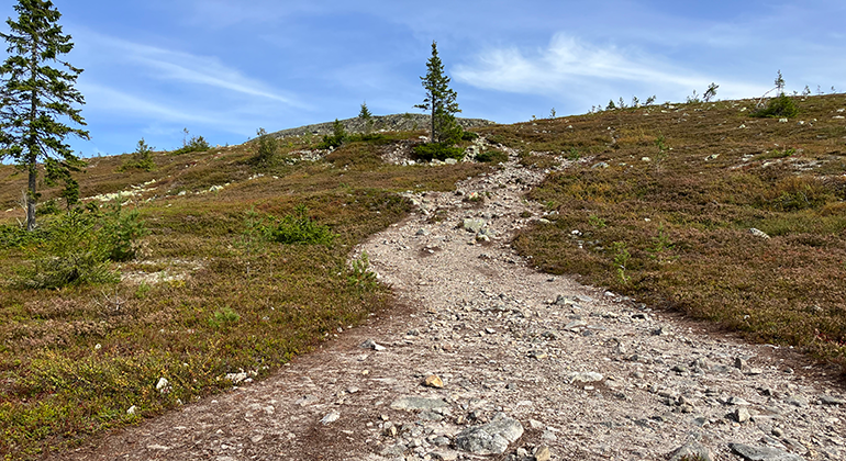 Efter cirka 1 kilometer kommer du ovanför trädgränsen och kalfjället tar vid.