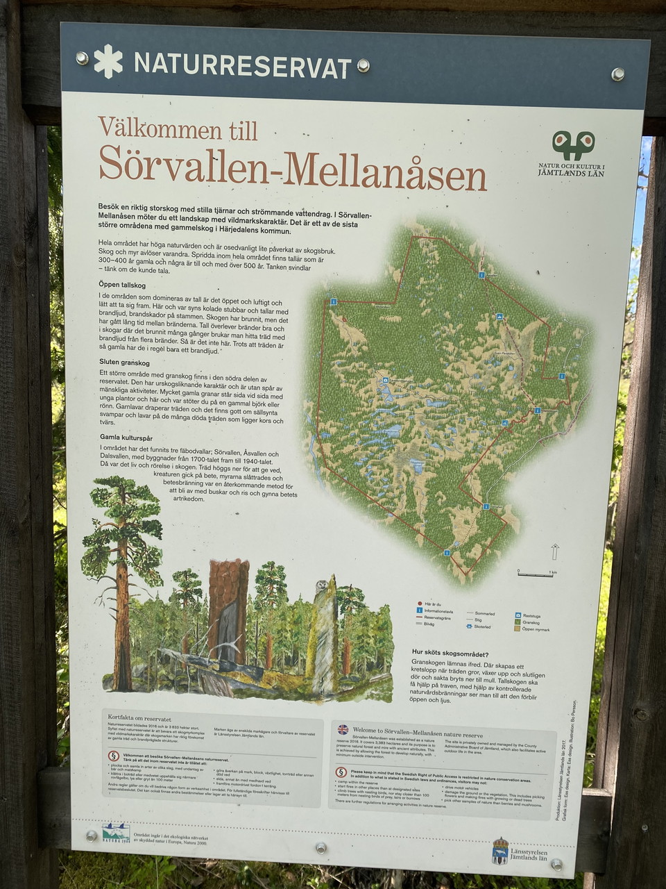 Dammkojan 