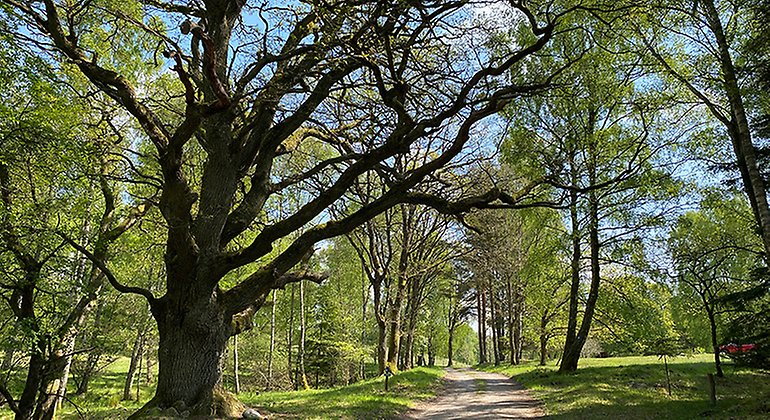 Gammal ek i strövområdet Snogeholm. Strövområdet är betydligt större än själva naturreservatet Snogeholm.