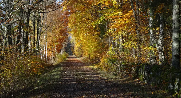 Den gamla banvallen.