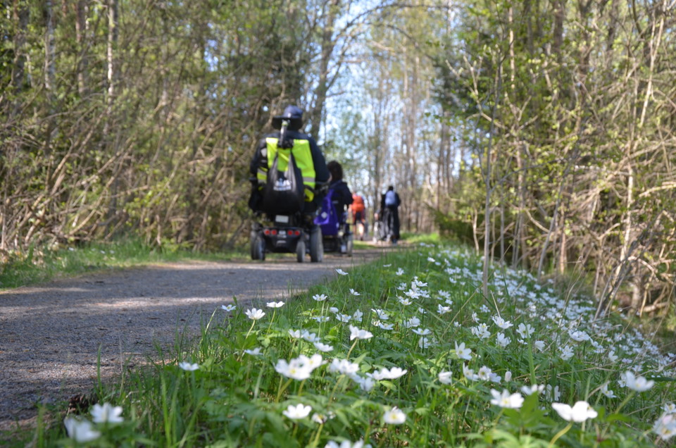 Bild på personer med rullstol på grusväg som är kantad av blommande vitsippor.