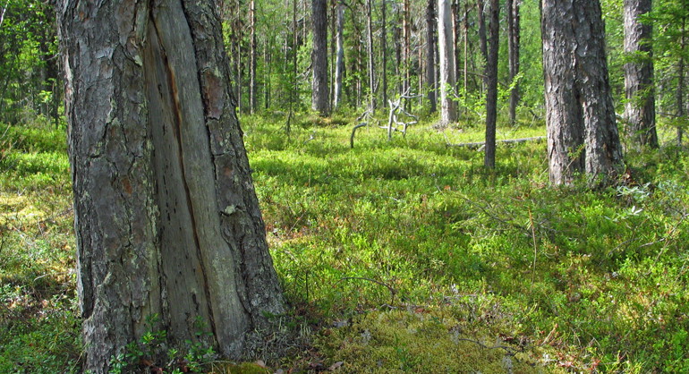 Gamla tallar med så kallade "brandljud", skador på stammen som är orsakade av värmen från skogsbranden. Tallen i förgrunden har dubbla brandljud vilket innebär att den har överlevt två skogsbränder.