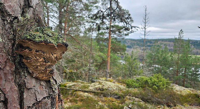 Tallticka