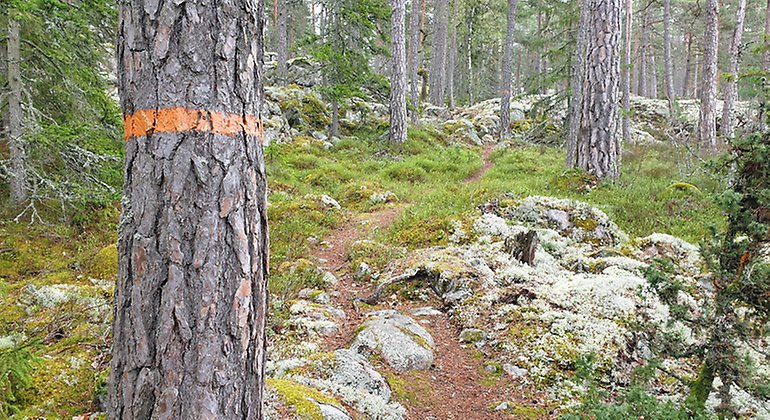 Vandringsleden är markerad med orange färg