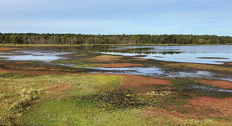 Lagunen Korran i Äspet söder om Åhus - har fågelskydd.