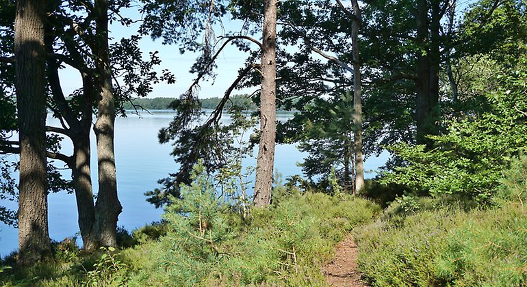 Skogsreservat vid sjön Immeln.