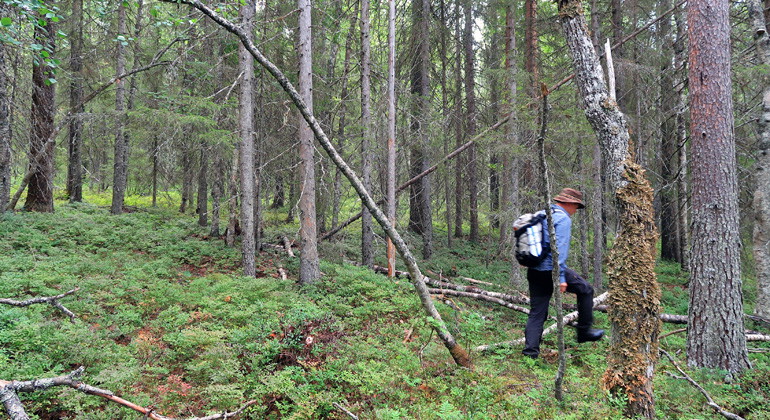 På väg in i ett fuktigare stråk i skogen där arterna trivs.