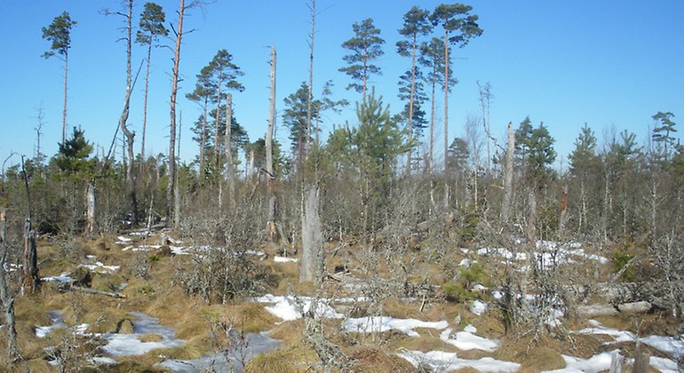 Trädbevuxen del av myren.