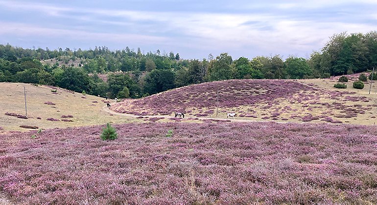 Sensommar när ljungen blommar.