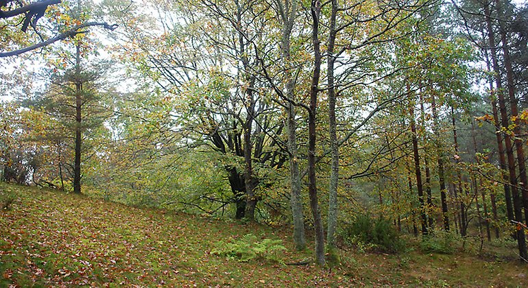 Utmarksbok.