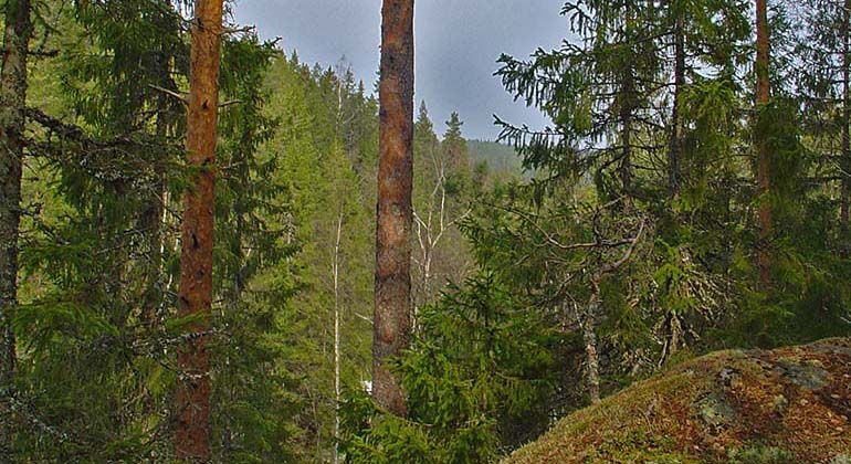 Åsen söder om Västra Djupedalstjärn, Hållsjöskogen.