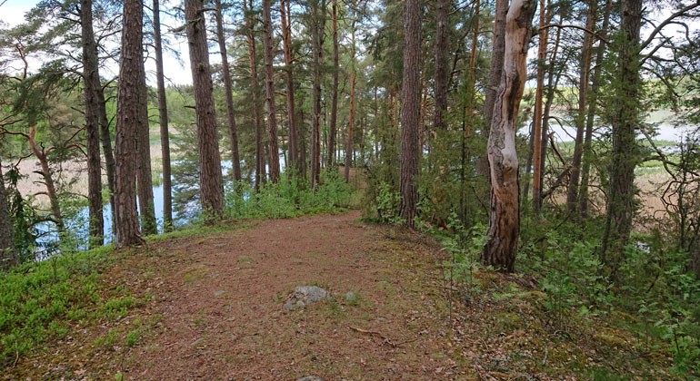 Det är lättvandrat längs med Gramsängs udde, på den väl upptrampade stigen mitt på åsen.