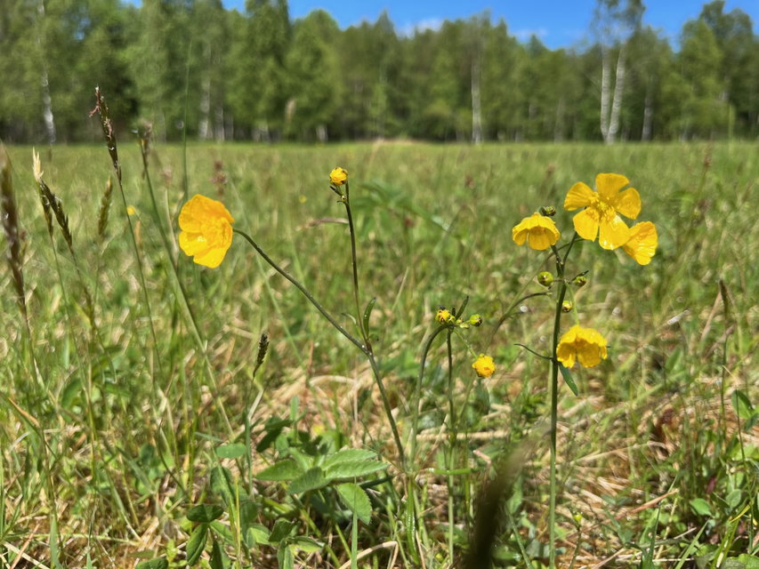 Närbild på gula smörblommor på en vidsträckt äng.