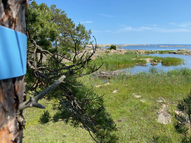 Leder, Örskär