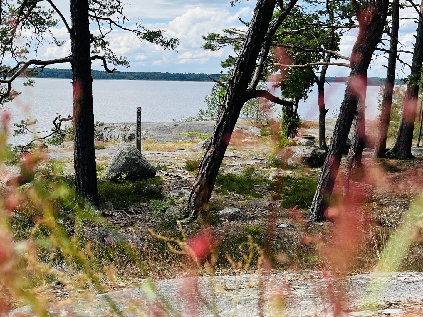 Träd på en klippa, i bakgrunden syns vatten