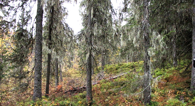Hänglav i Kåbdalisvare.