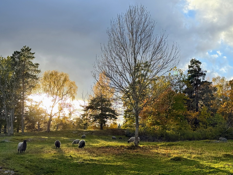 Roslagsfåren betar på ängen invid gamla Velamsunds gård