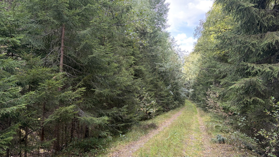 Skogsväg längs reservatet och Malingsbosjön - lämpad för vandring